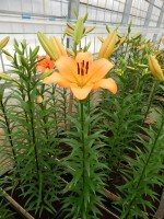 [4056 Hyde Park No01.JPG]